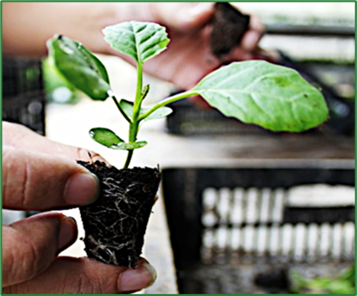 plant article- green plant