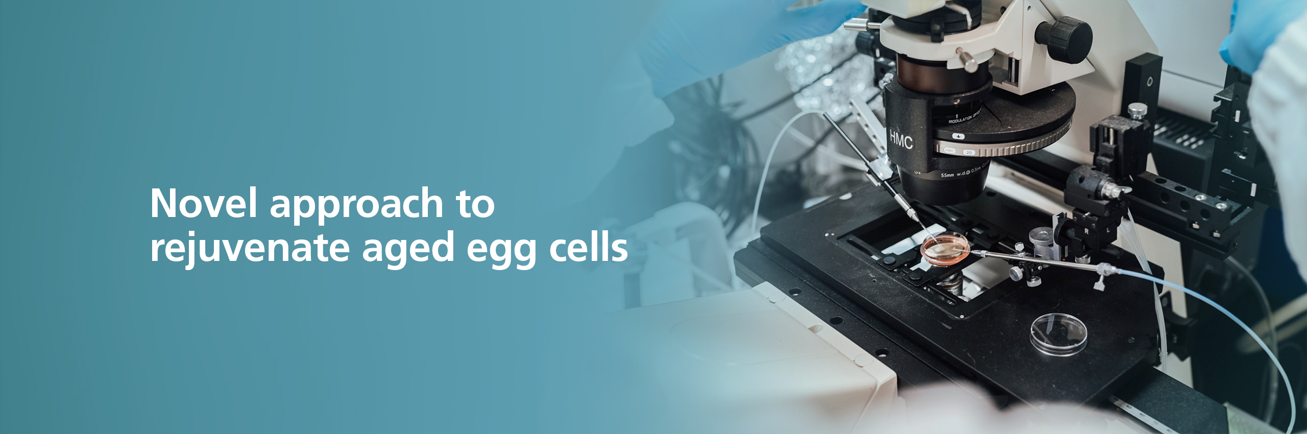 NUS scientists discover novel approach to rejuvenate aged egg cells