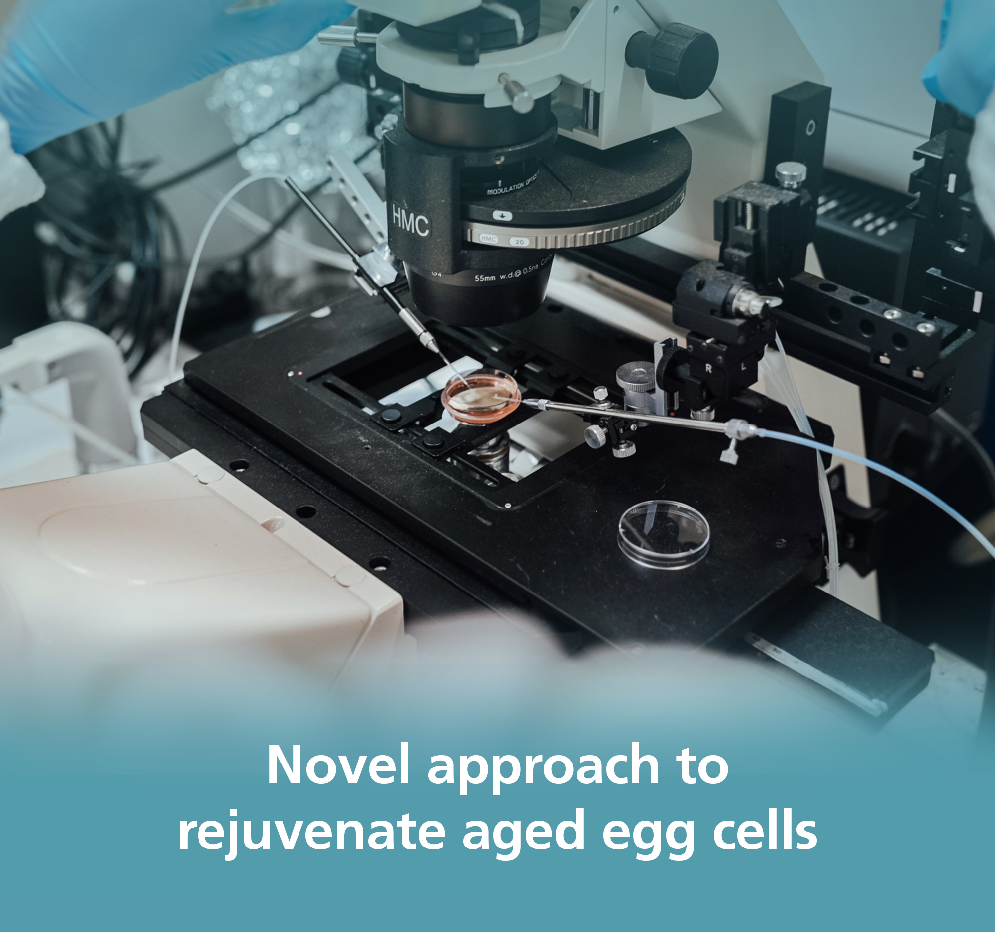 NUS scientists discover novel approach to rejuvenate aged egg cells