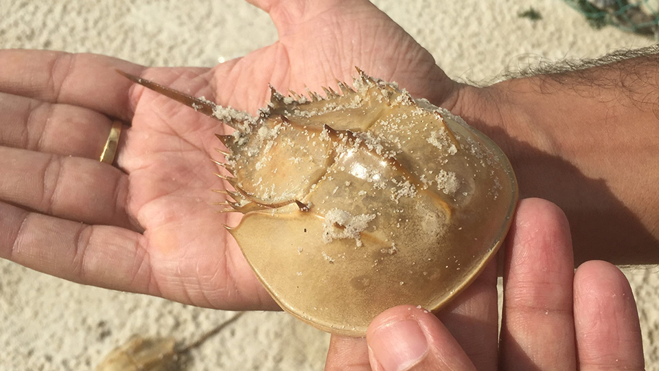 Preserving Asian horseshoe crab populations