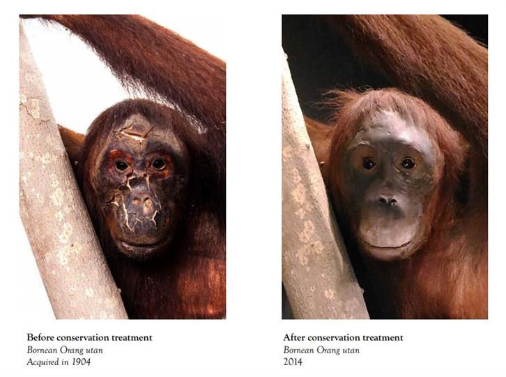 Orang_utan_before_and_after_conservation