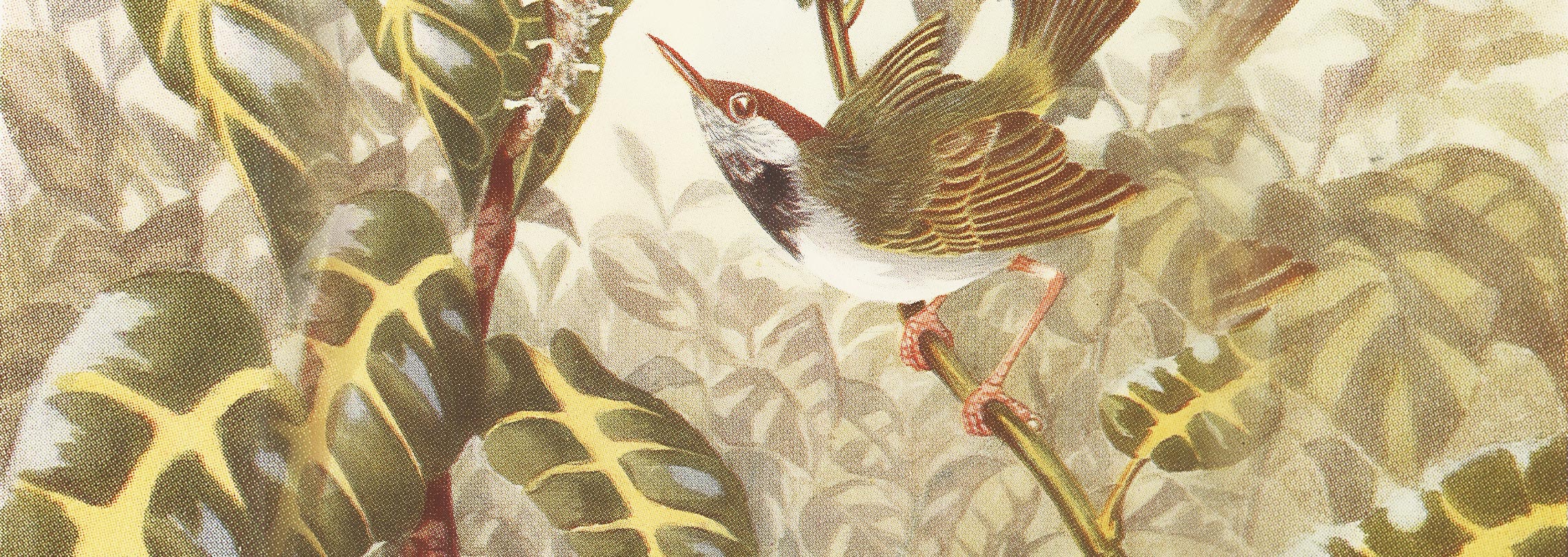 black-necked tailor-bird illustration