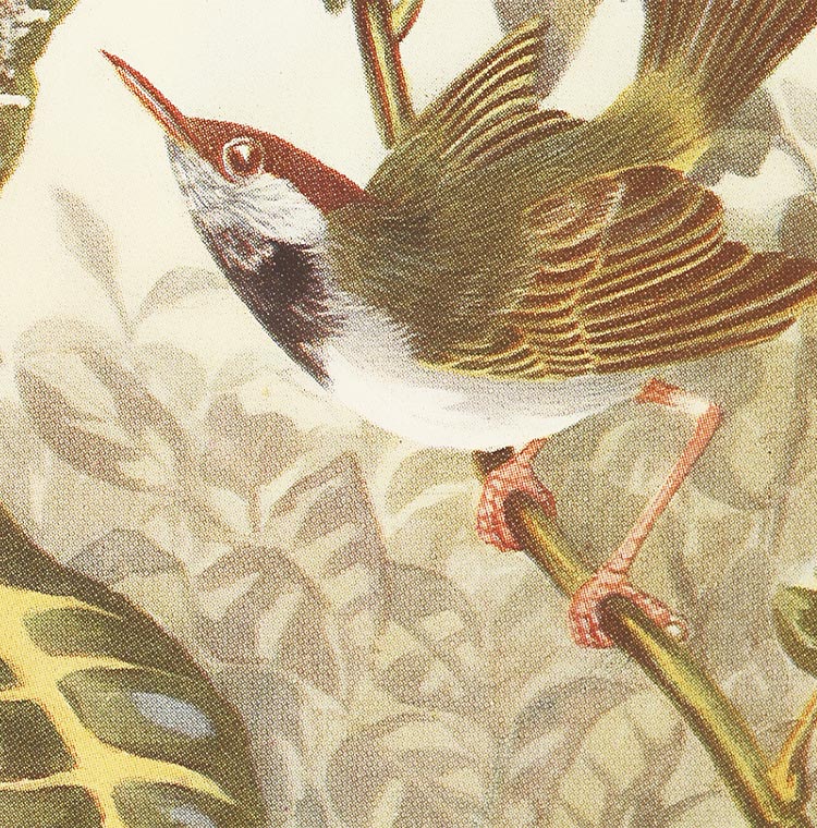 black-bearded tailor-bird illustration