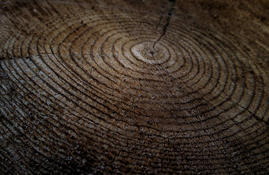 annual growth rings on tree trunk
