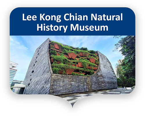 Lee Kong Chian Natural History Museum