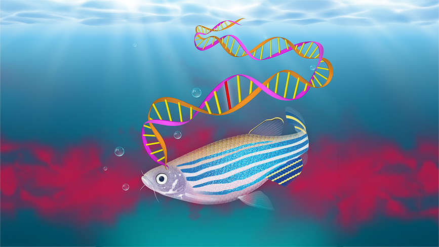 1_Zebrafish cover-16x9