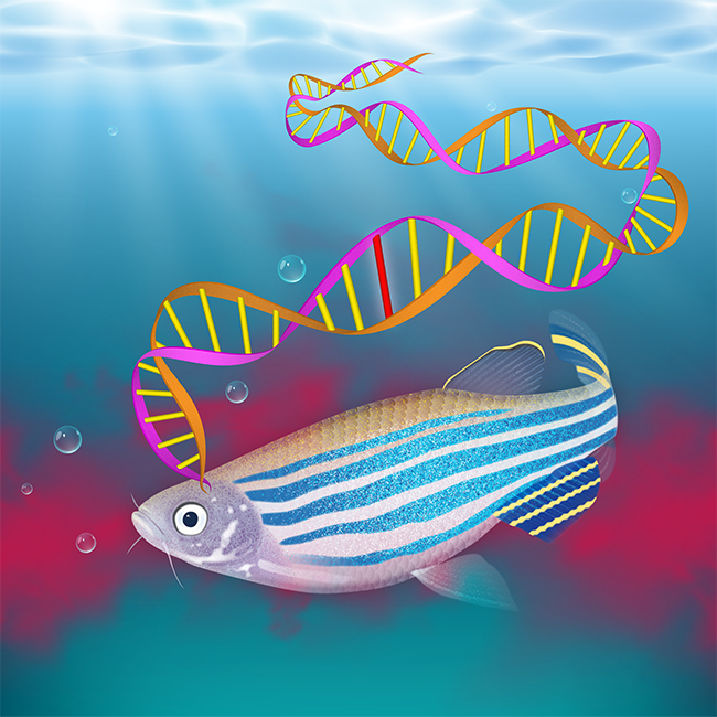1_Zebrafish cover
