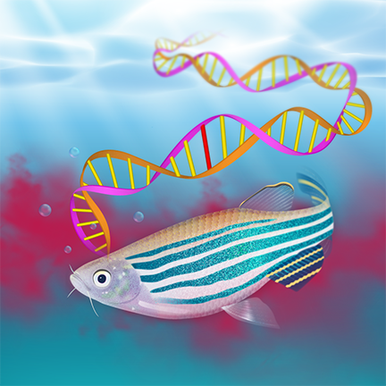 1_Zebrafish cover