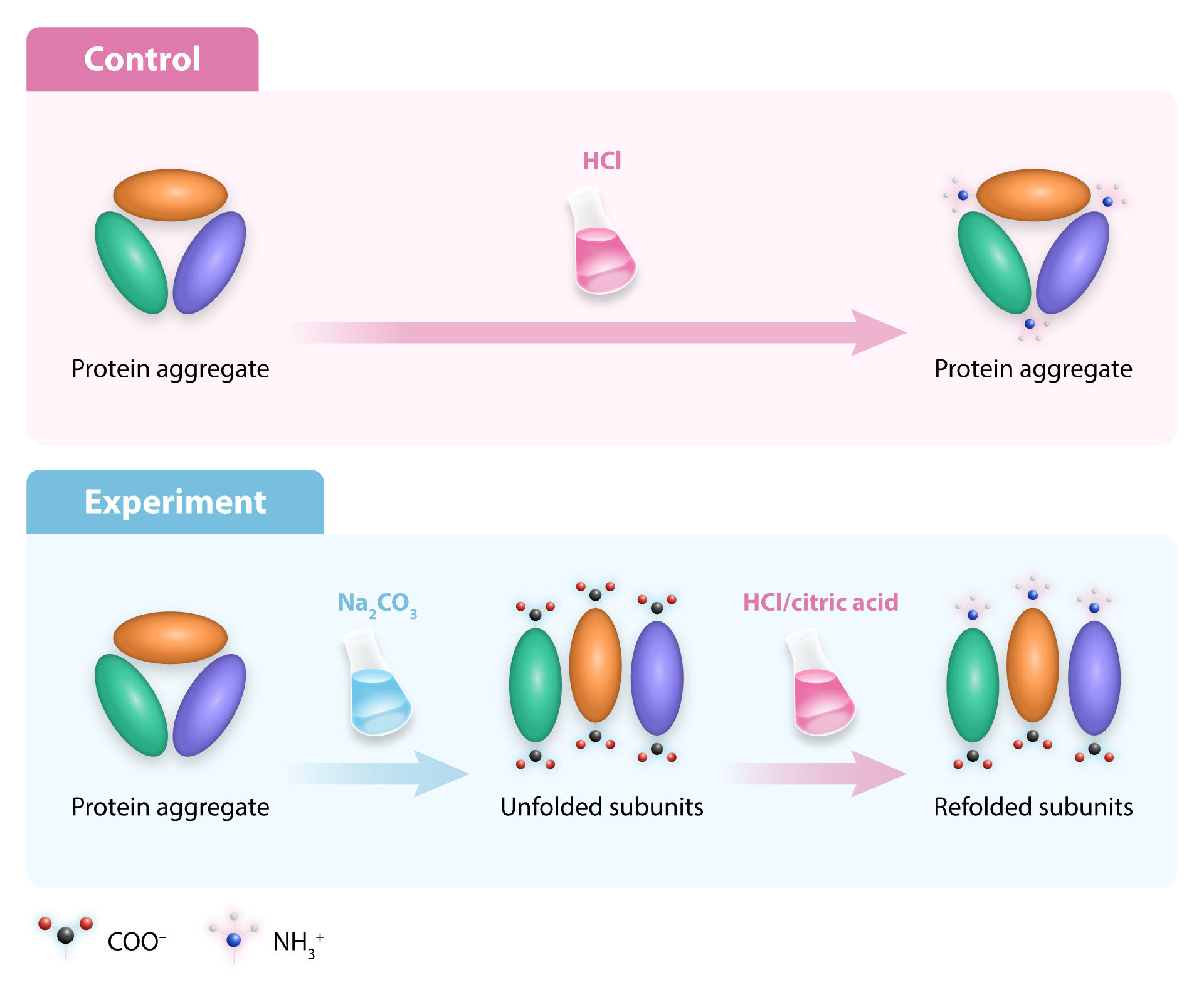 3_Pea-protein-experiment-(white)-compressed