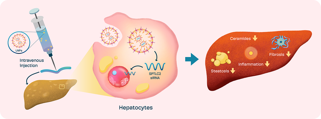 4. Wang_Liver_Mechanism