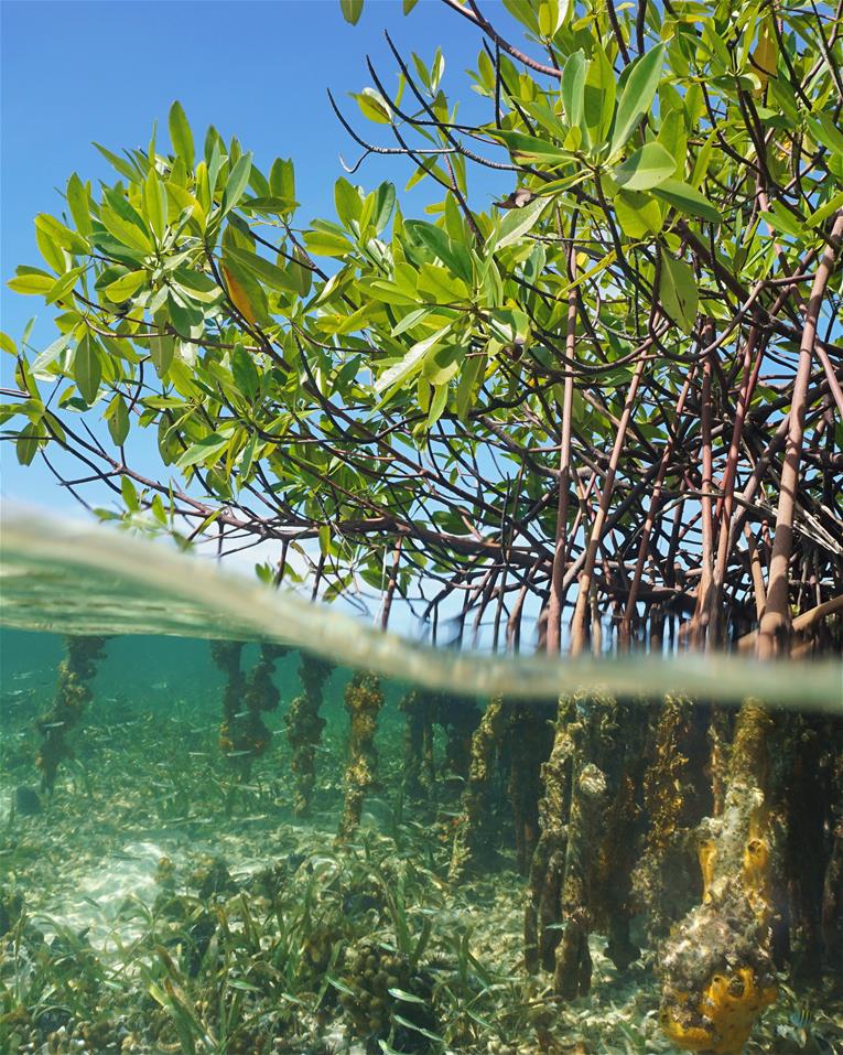 mangroves 4x5