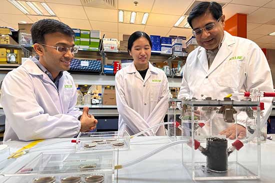 NUS-SCELSE scientists uncover plant hormone that can boost plant growth by 30%